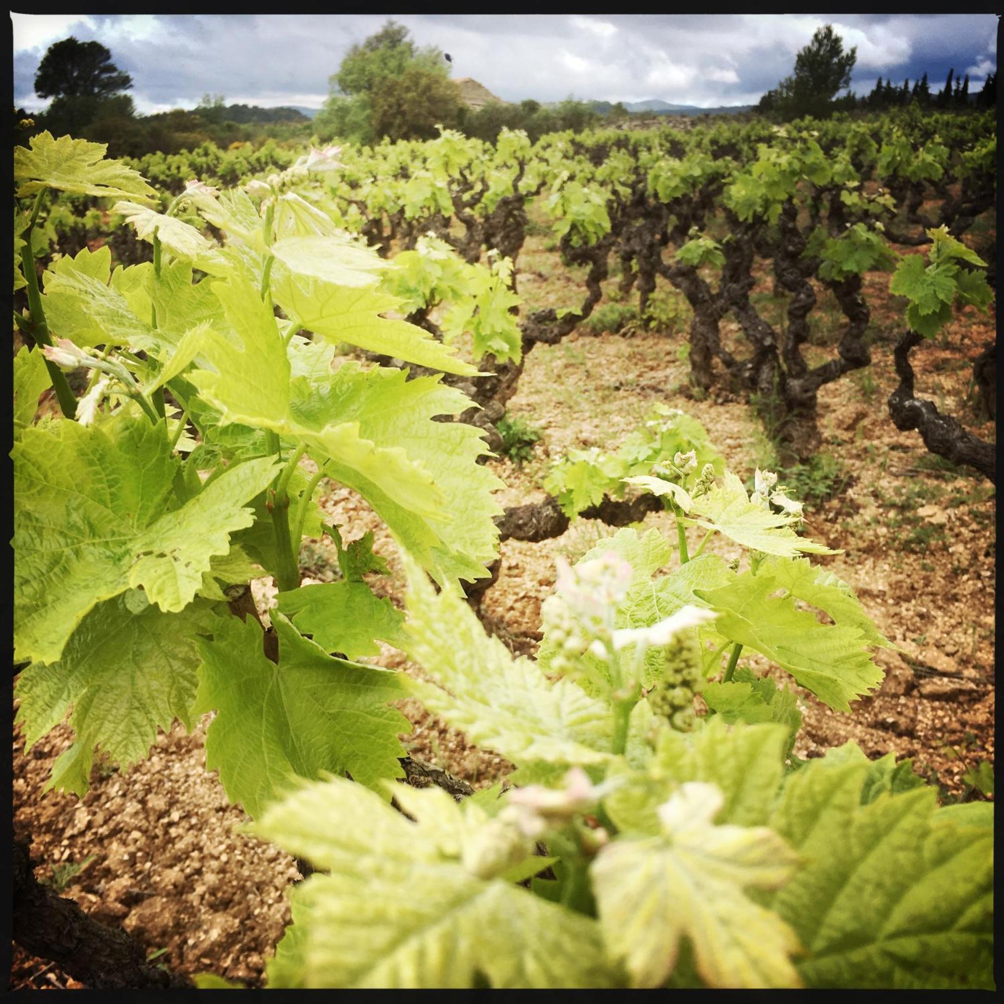 B&B Vigne Vierge Aigne  Zewnętrze zdjęcie
